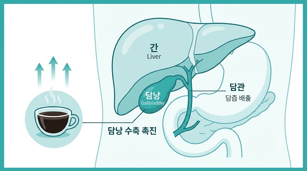 담낭 건강과 커피의 관계를 보여주는 인포그래픽