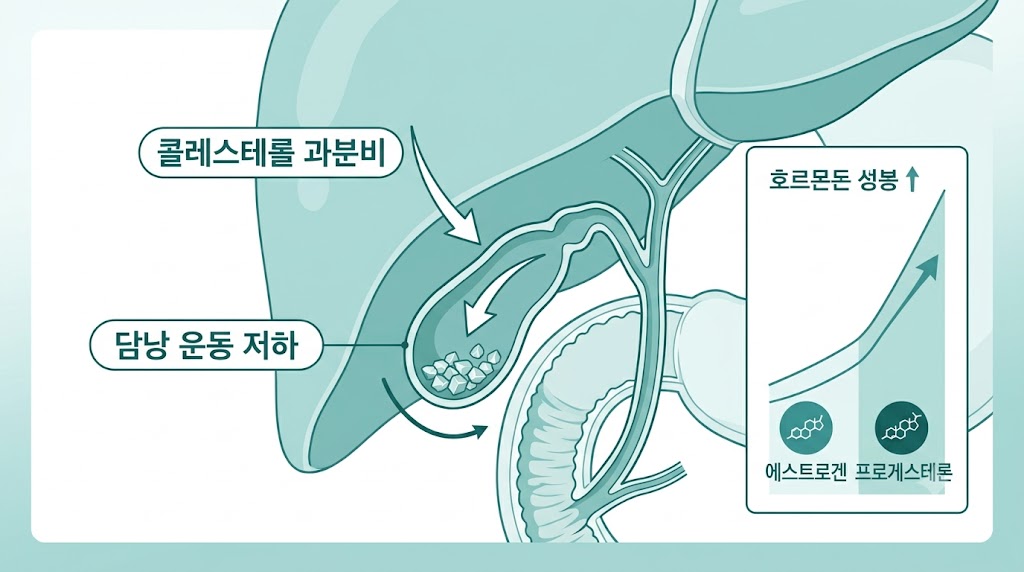 임신 중 담석 발생 메커니즘 — 호르몬과 담낭 운동 변화