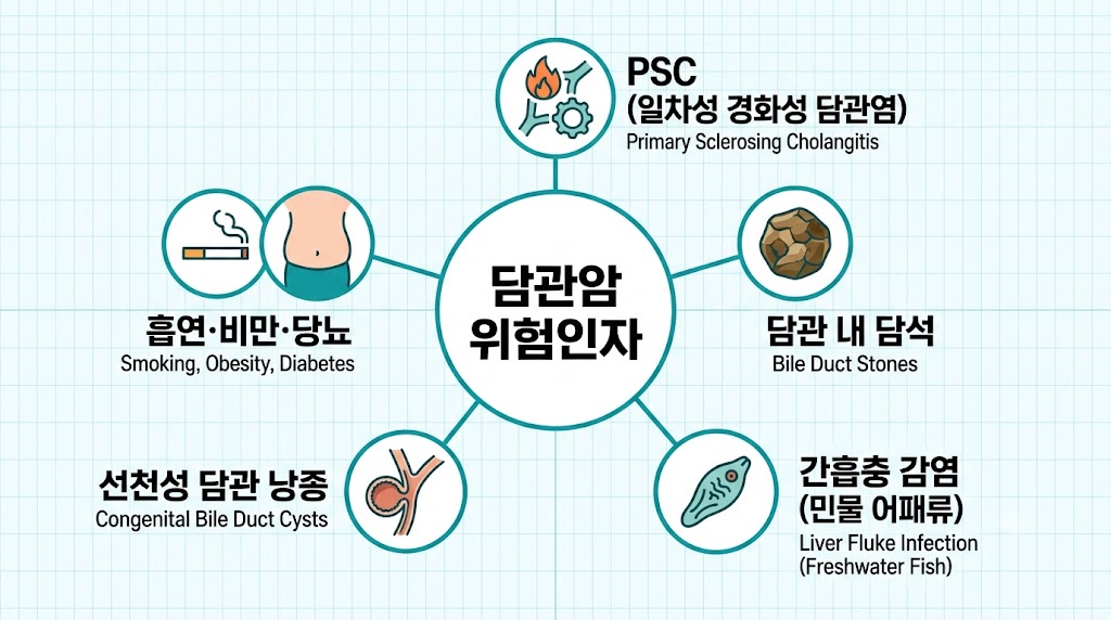 담관암 원인과 고위험군 — PSC·담석·간흡충 감염 위험 인포그래픽