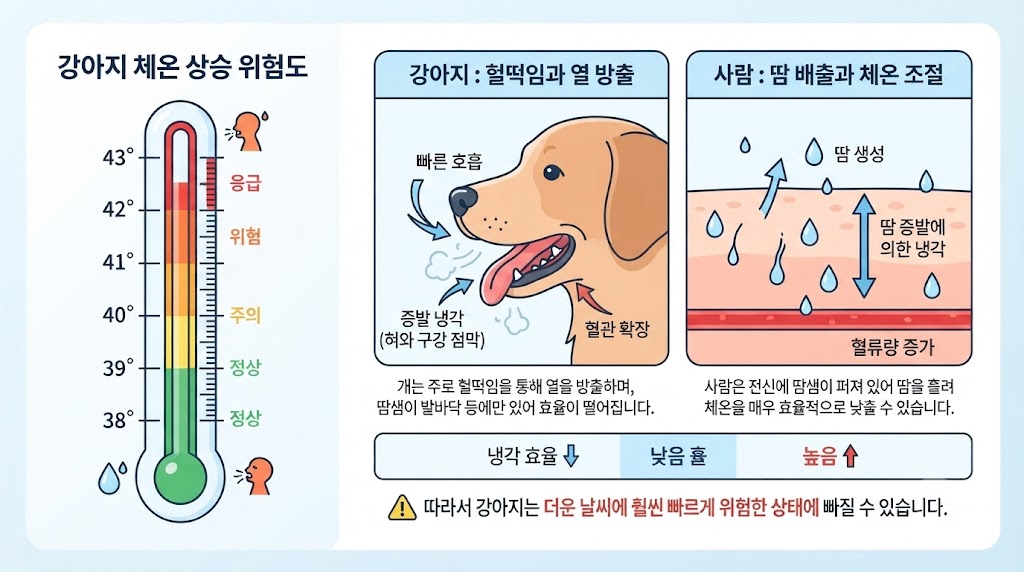 반려동물 열사병 위험 온도 기준과 체온 변화 인포그래픽