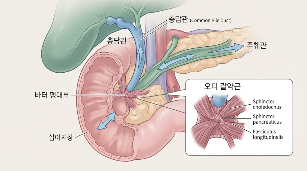 오디 괄약근 기능 장애 해부학적 구조 — 담관·췌관·십이지장 연결 부위