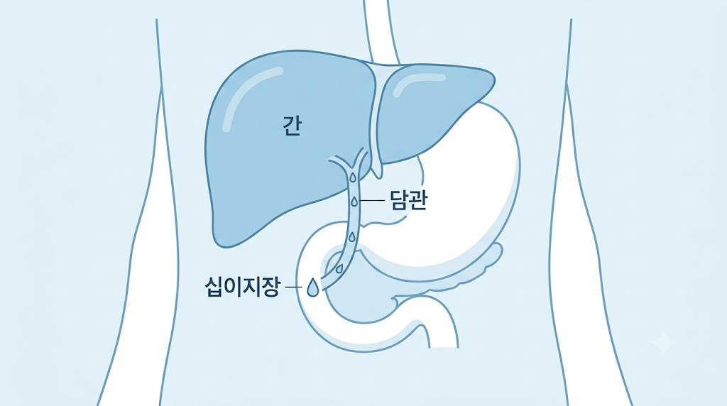 담낭 없는 소화 구조 — 간에서 담관을 통해 십이지장으로 흐르는 담즙 경로