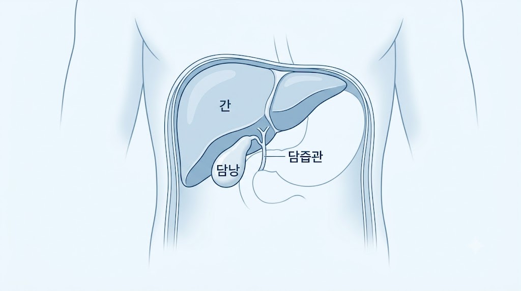 간 아래 담낭 위치와 담즙관 구조를 보여주는 해부 일러스트