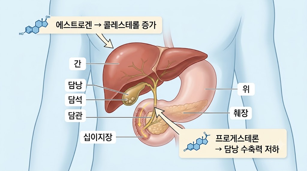 에스트로겐이 담즙 콜레스테롤 농도를 높이는 과정 인포그래픽 — 간과 담낭 구조