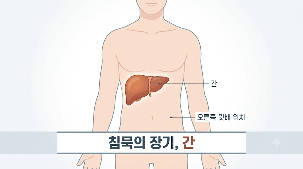 간암 초기증상이 나타나기 어려운 이유 — 침묵의 장기, 간의 위치와 구조 일러스트
